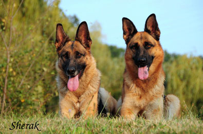 Fantastique a Berenique Sherak