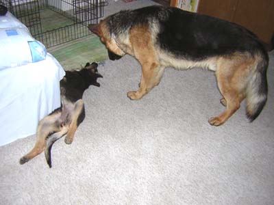 Berry a Nick - stejn� nic nedostane�... :o))