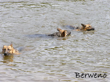 Koup�n� s Alfar�ky