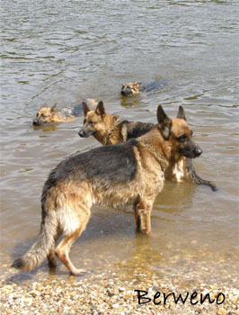 Koup�n� s Alfar�ky