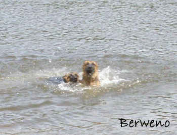 Koup�n� s Alfar�ky