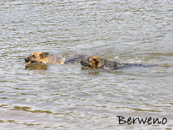 Koup�n� s Alfar�ky