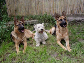 Fan�a, Tessy a Ber�a