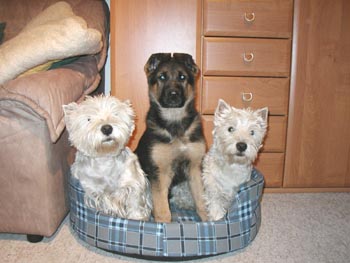 My�ka, Fan�a a Tess