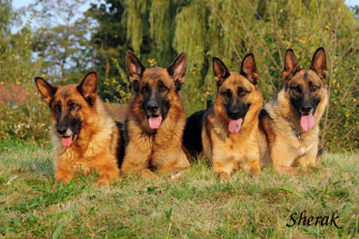 Romance Sherak, Richmond Sherak, Berenique Sherak a Fantastique Sherak