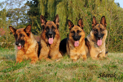 Romance Sherak, Richmond Sherak, Berenique Sherak a Fantastique Sherak