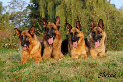 Romance Sherak, Richmond Sherak, Berenique Sherak a Fantastique Sherak