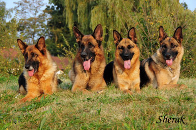 Romance Sherak, Richmond Sherak, Berenique Sherak a Fantastique Sherak