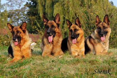 Romance Sherak, Richmond Sherak, Berenique Sherak a Fantastique Sherak