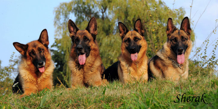 Romance Sherak, Richmond Sherak, Berenique Sherak a Fantastique Sherak