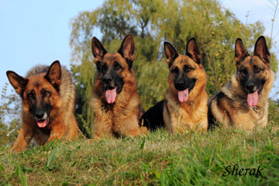 Romance Sherak, Richmond Sherak, Berenique Sherak a Fantastique Sherak