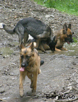 Proch�zka s Alfar�ky