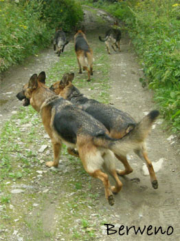 Proch�zka s Alfar�ky