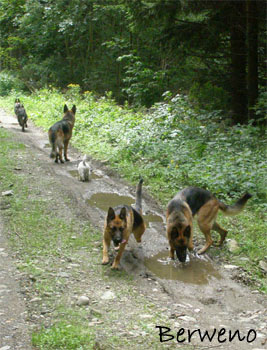 Proch�zka s Alfar�ky