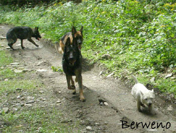 Proch�zka s Alfar�ky