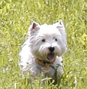 My�ka - Dob�any 7/2004