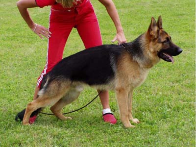 Unique Sherak 8 m�s�c�