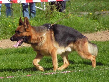 Unique Sherak - 2 roky