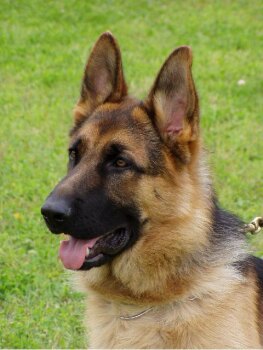 Unique Sherak 8 m�s�c�