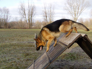 Unique Sherak