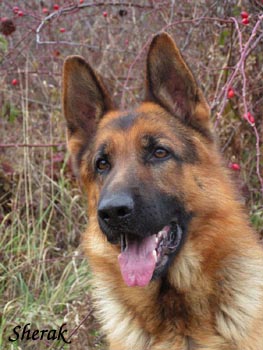 Unique Sherak - 2 roky