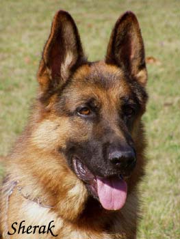 Unique Sherak 35 m�s�c�