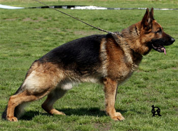 Unique Sherak - 4,5 roku