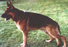 Rocky aus Agrigento