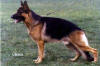 Torro vom Steigerhof