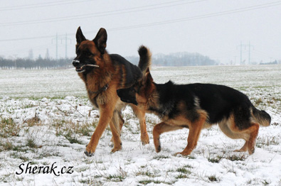B-3 Sherak v 5 mscch