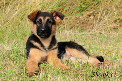 Bart Sherak - 11 tdn