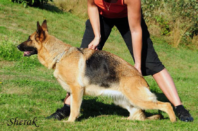 Centra Fabare Bohemia