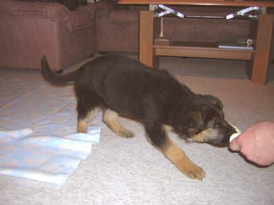 Berry - 8 týdnů