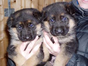 Berry s br�kou - 1 m�s�c