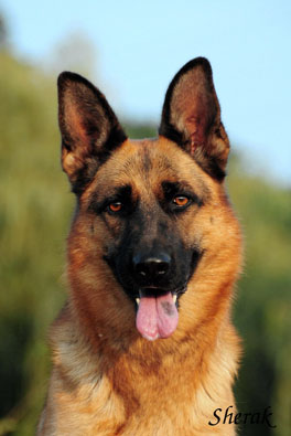 Berenique Sherak - 5 let