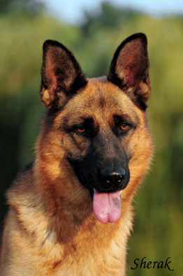 Berenique Sherak - 5 let