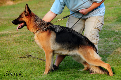 Berenique Sherak - 5 let