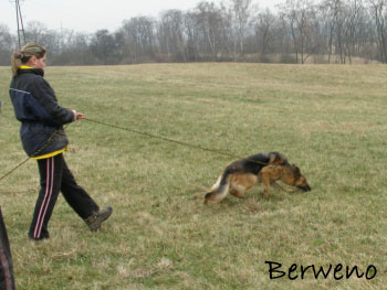 Berenique Sherak