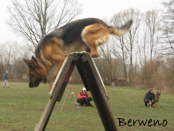 Berenique Sherak