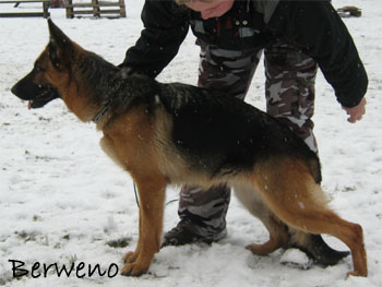 Berenique Sherak 4 roky