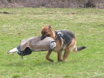 Berenique Sherak - 16 m�s�c� 