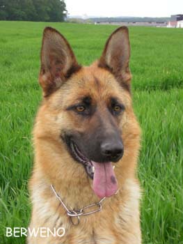 Berenique Sherak - 18 m�s�c�