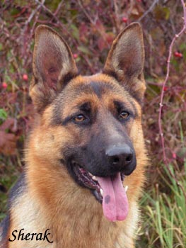 Berenique Sherak 11 m�s�c�