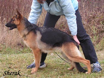 Berenique Sherak 11 m�s�c�