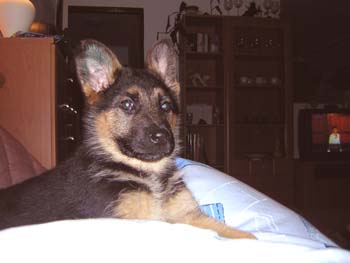 Berry pele�ivka