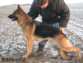 Fantastique Sherak 3 roky