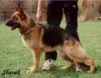 Ginger Sherak - 1 rok