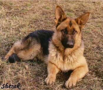 Ginger Sherak - 9 msc