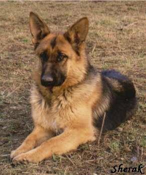 Ginger Sherak - 9 msc