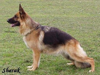 Ginger Sherak - 7 let